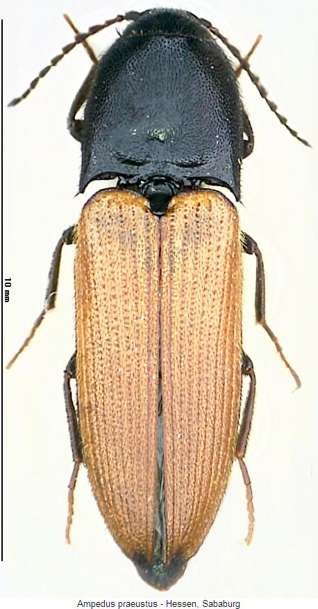 ampedus_praeustus_hab.jpg
