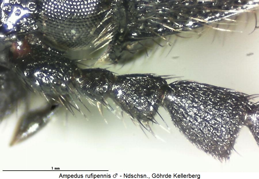 ampedus_rufipennis_f.jpg