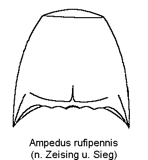 ampedus_rufipennis_hsch.gif