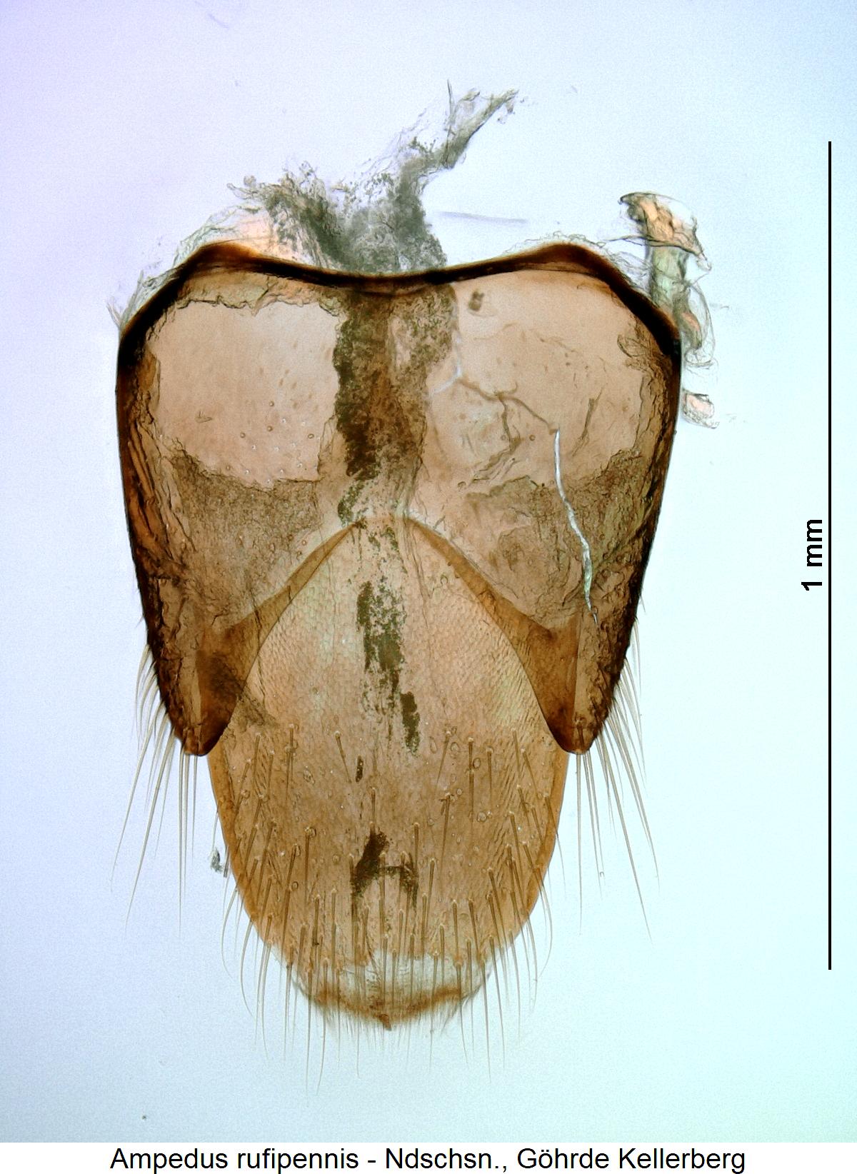 ampedus_rufipennis_ter1.jpg