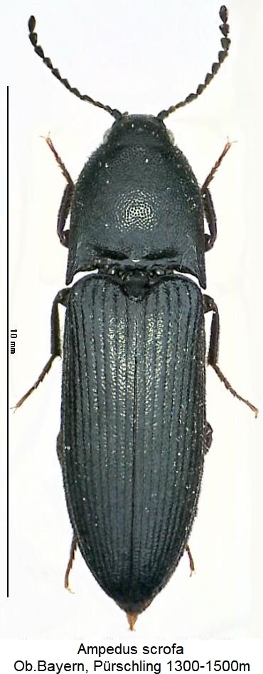 ampedus_scrofa_hab.jpg