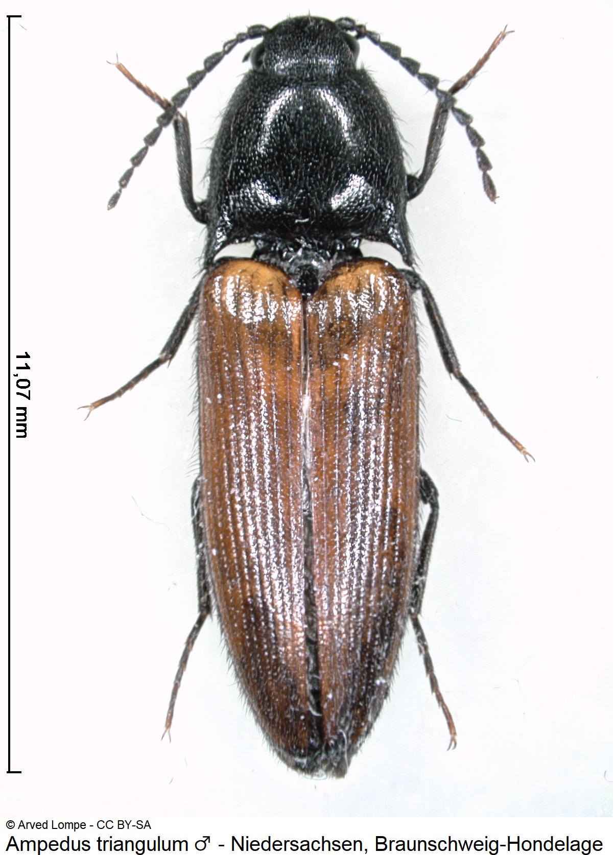 ampedus_triangulum_m_ck35226238_hab.jpg