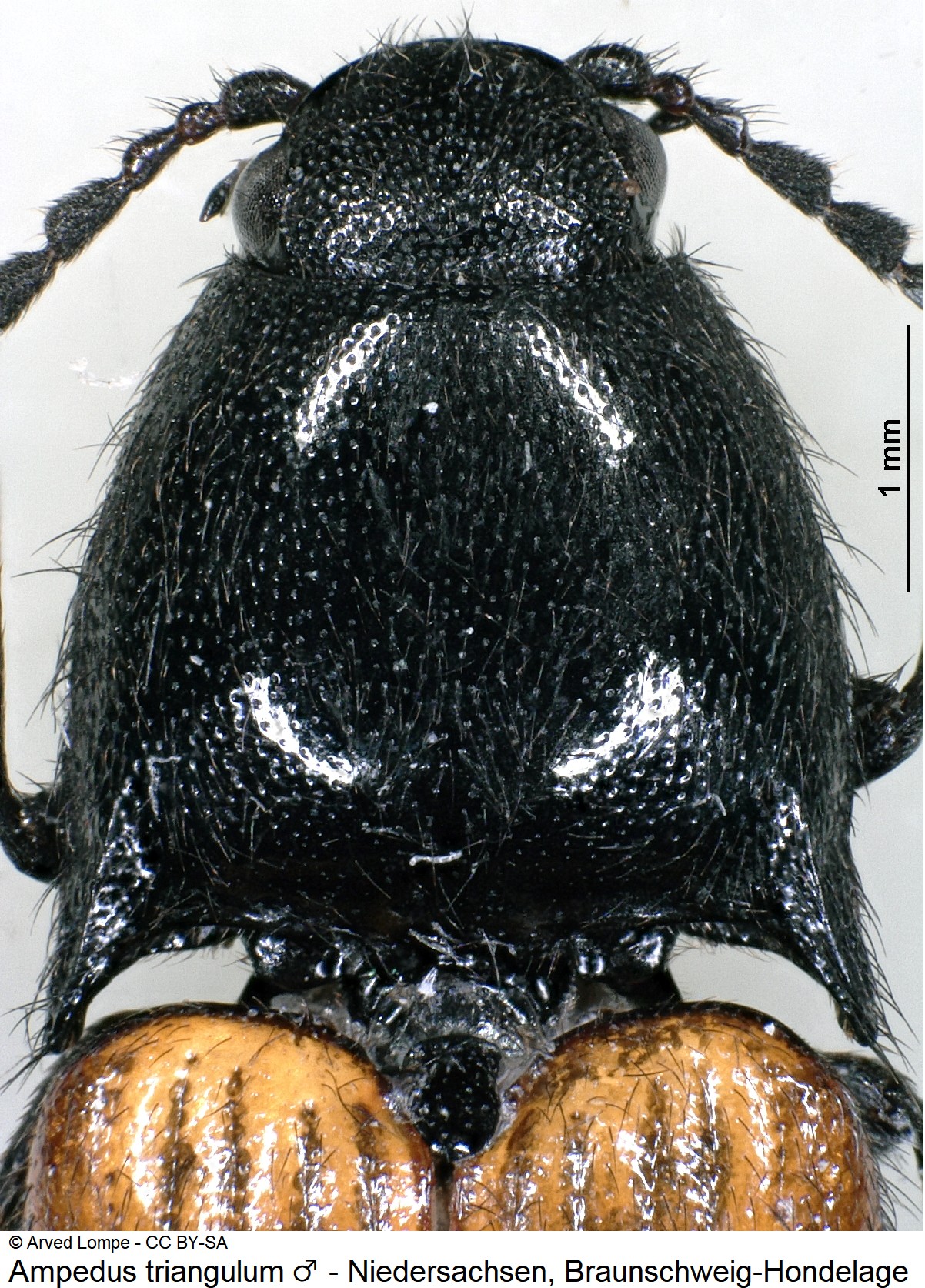ampedus_triangulum_m_ck35226238_vk.jpg