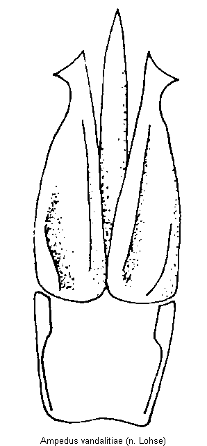 ampedus_vandalitiae.gif