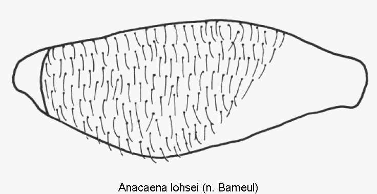 anacaena_lohsei_hschl.gif