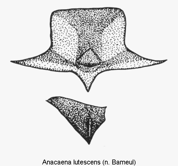 anacaena_lutescens_mbr.gif