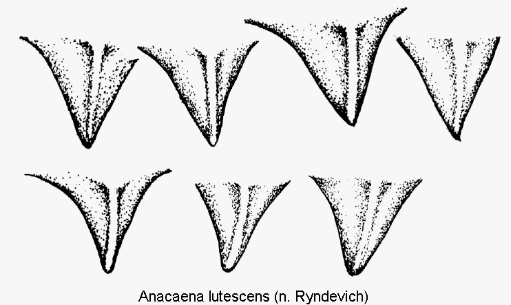 anacaena_lutescens_mbr1.gif