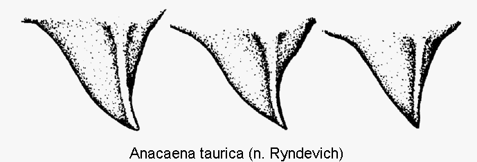 anacaena_taurica_mbr.gif