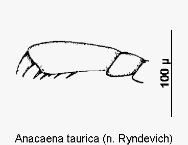 anacaena_taurica_vtr.gif