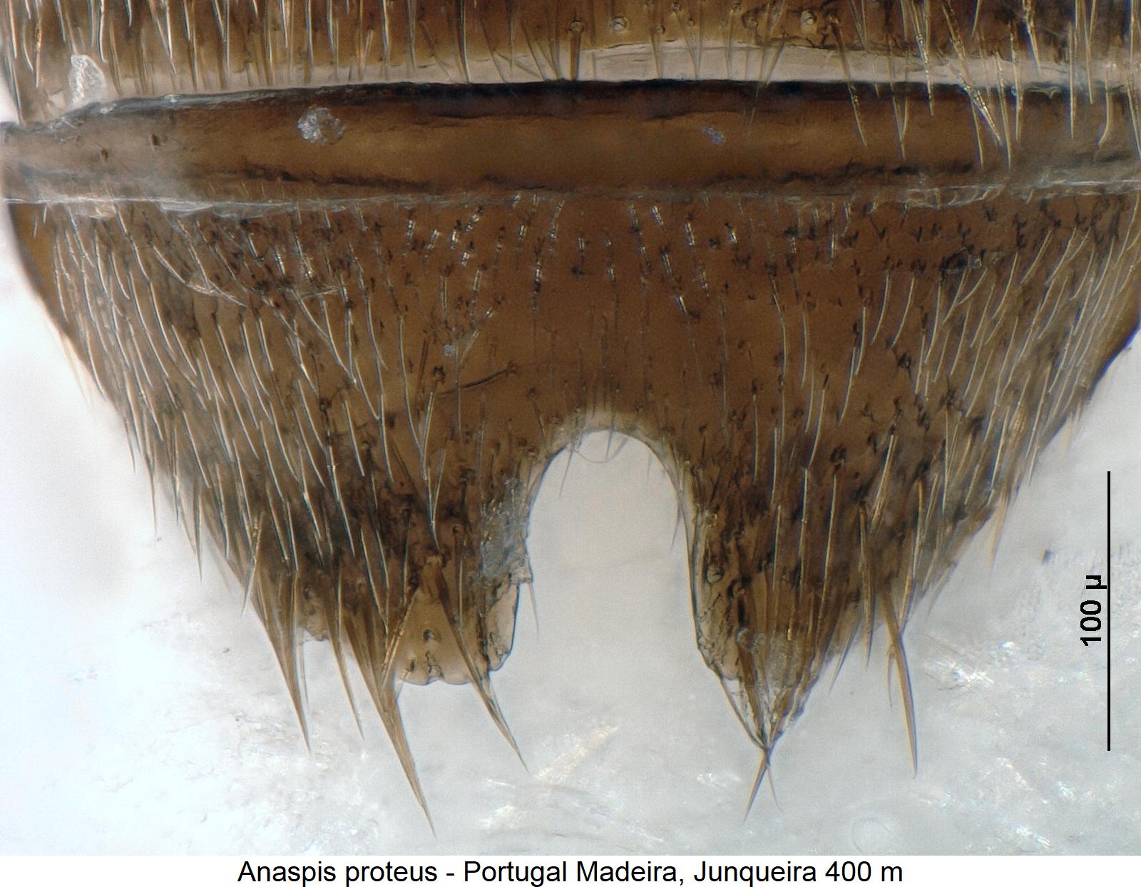 anaspis_proteus_ster.jpg