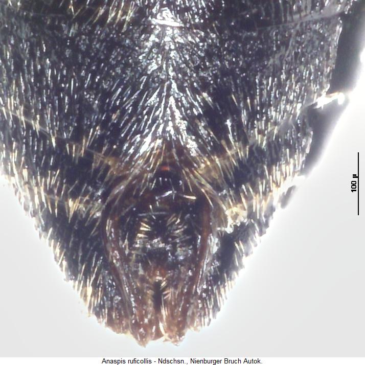 anaspis_ruficollis_abd.jpg