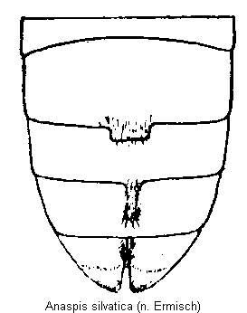 anaspis_silvatica_hlb.gif