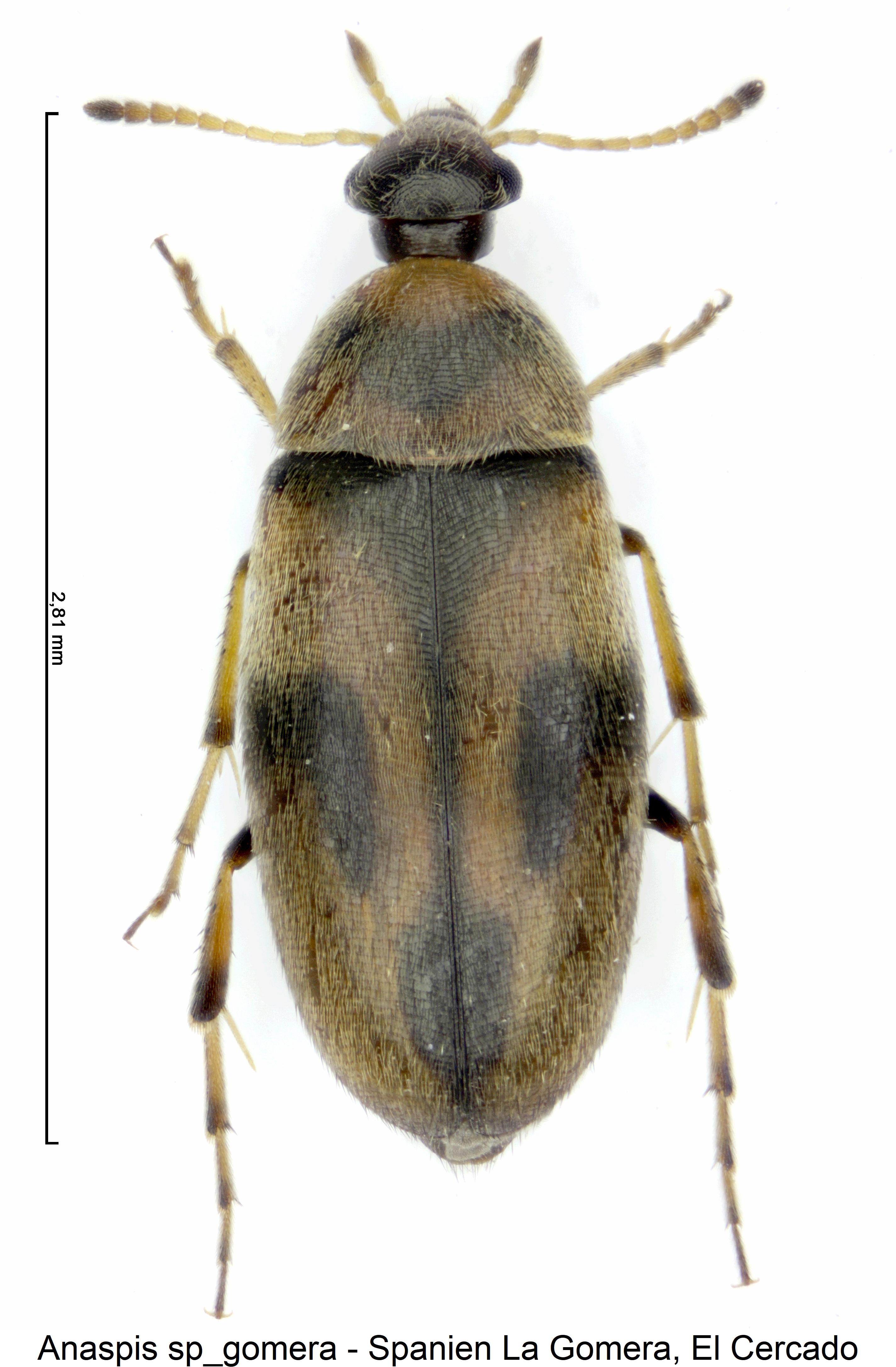 anaspis_sp_gomera_hab.jpg
