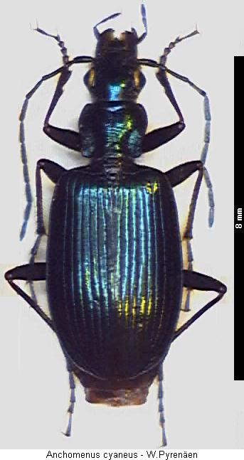 anchomenus_cyaneus_hab.jpg