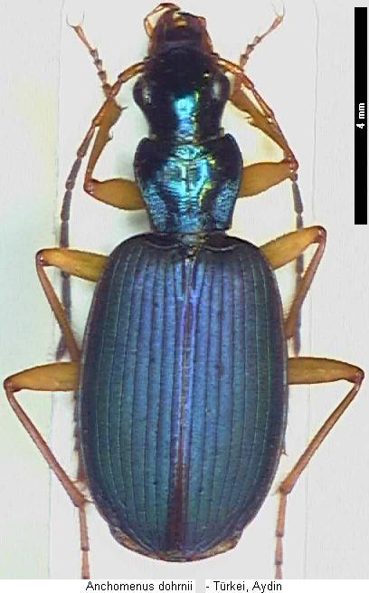 anchomenus_dohrnii_hab.jpg