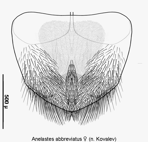 anelastes_abbreviatus_w_ter.gif