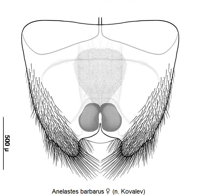 anelastes_barbarus_w_ter.jpg