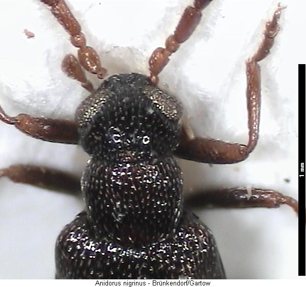 anidorus_nigrinus_vk.jpg