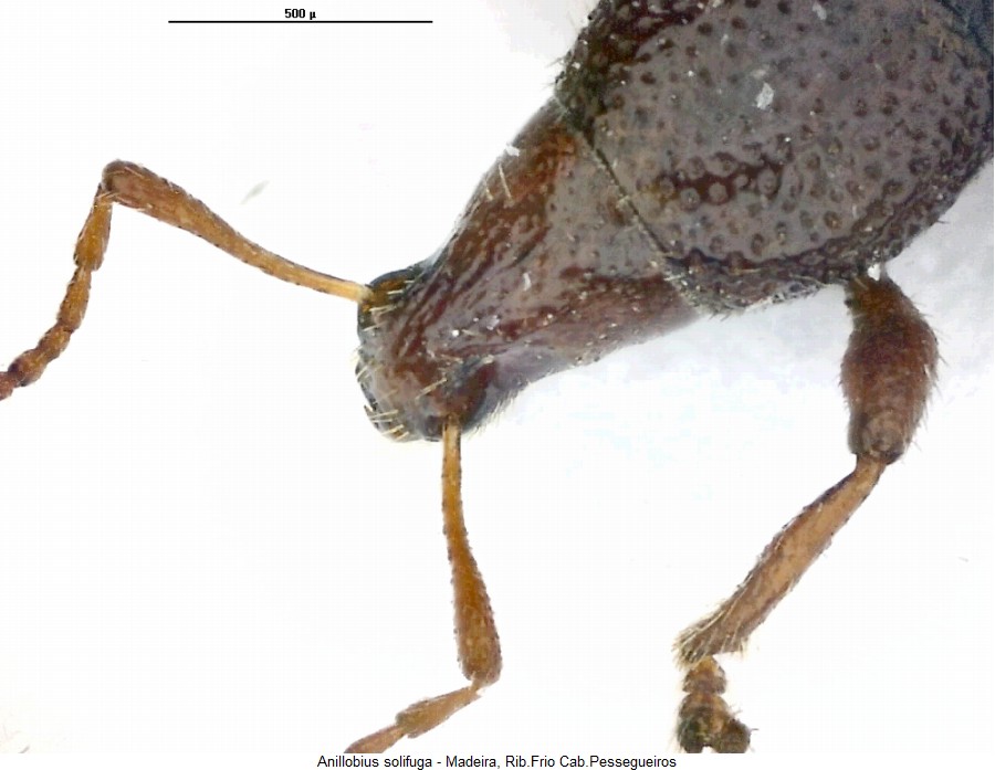 anillobius_solifuga_vk.jpg