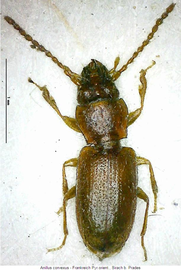 anillus_convexus_hab.jpg