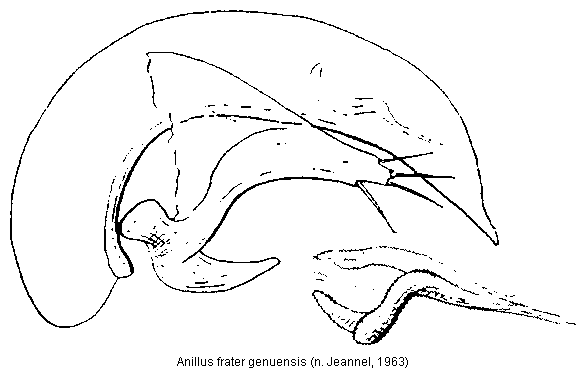 anillus_genuensis.gif