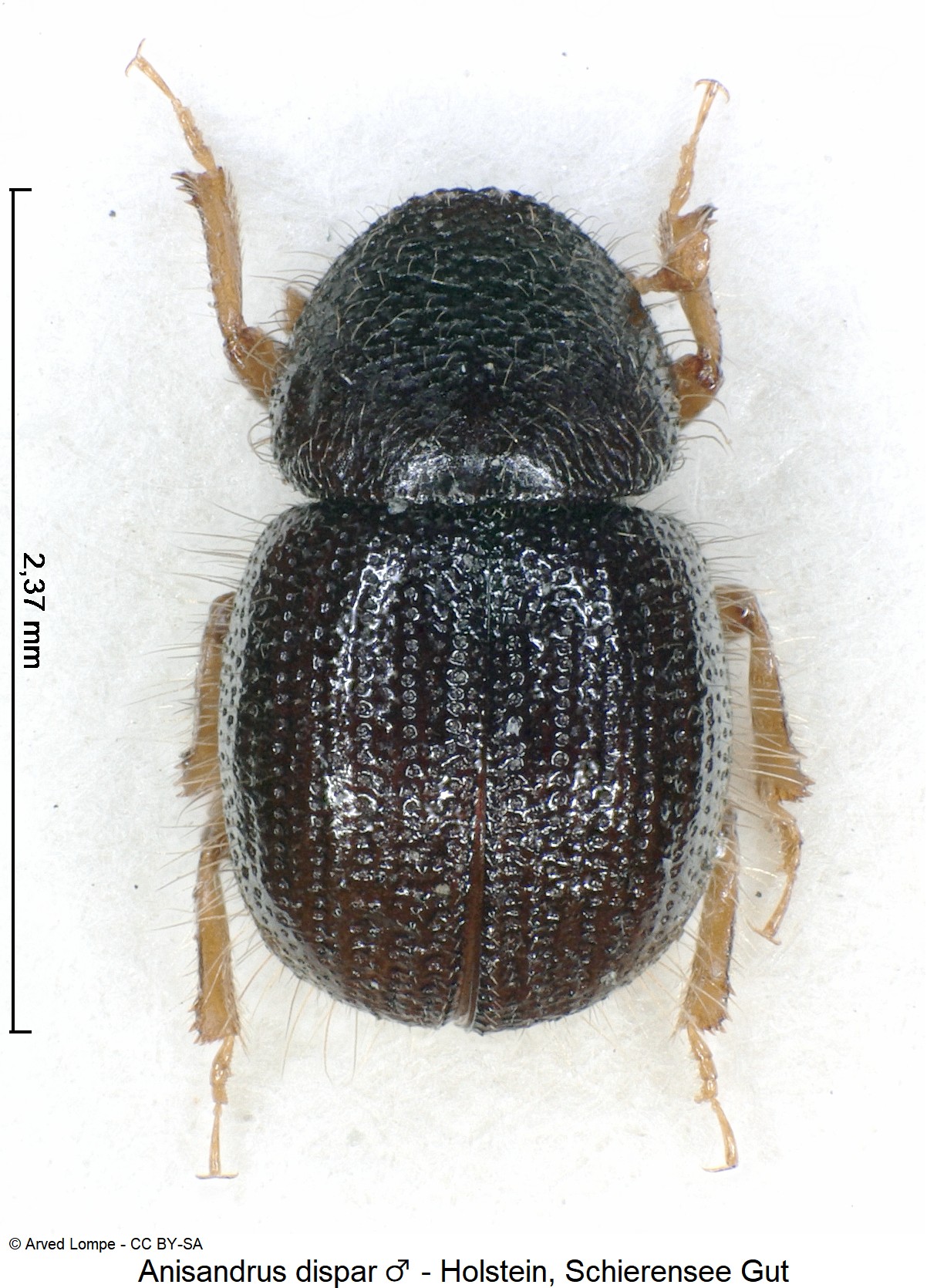 anisandrus_dispar_m_ck13031_hab.jpg
