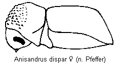 anisandrus_dispar_saw.gif