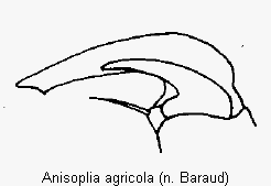 anisoplia_agricola_vtr.gif