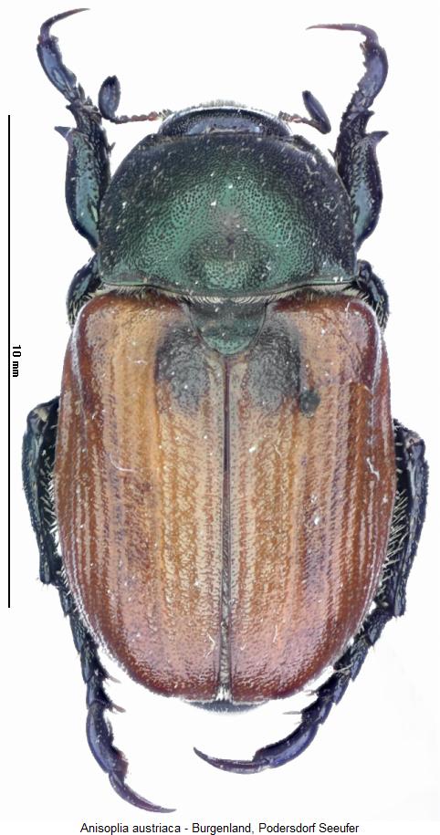 anisoplia_austriaca_hab.jpg