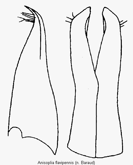 anisoplia_flavipennis_pm.gif