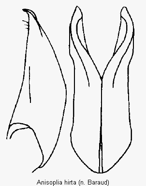anisoplia_hirta_pm.gif
