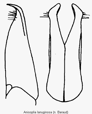 anisoplia_lanuginosa_pm.gif