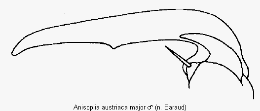 anisoplia_major_vtr.gif