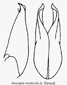 anisoplia_monticola_pm.gif