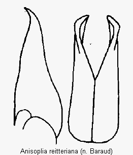 anisoplia_reitteriana_pm.gif