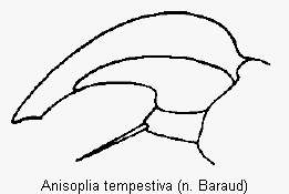 anisoplia_tempestiva_vtr.gif
