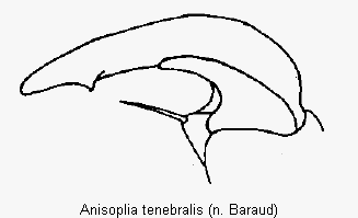 anisoplia_tenebralis_vtr.gif