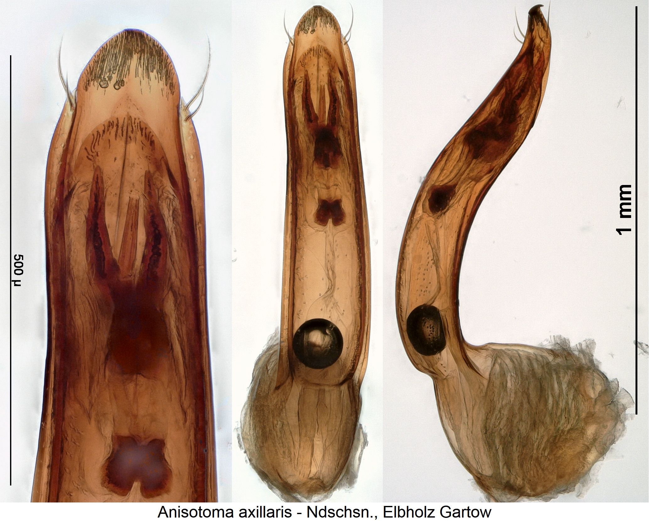 anisotoma_axillaris.jpg