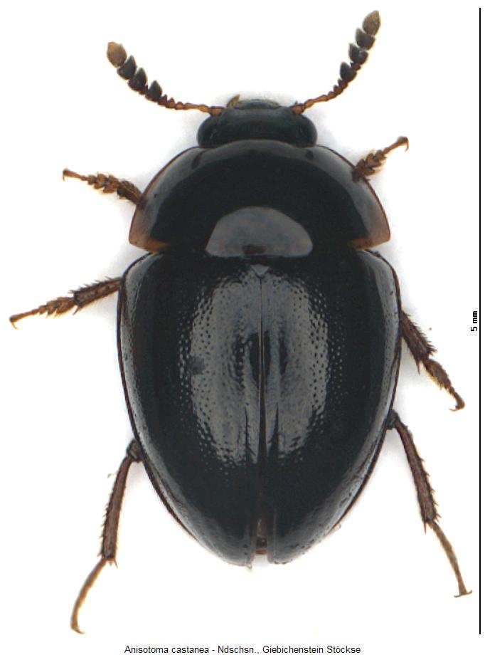 anisotoma_castanea_hab.jpg