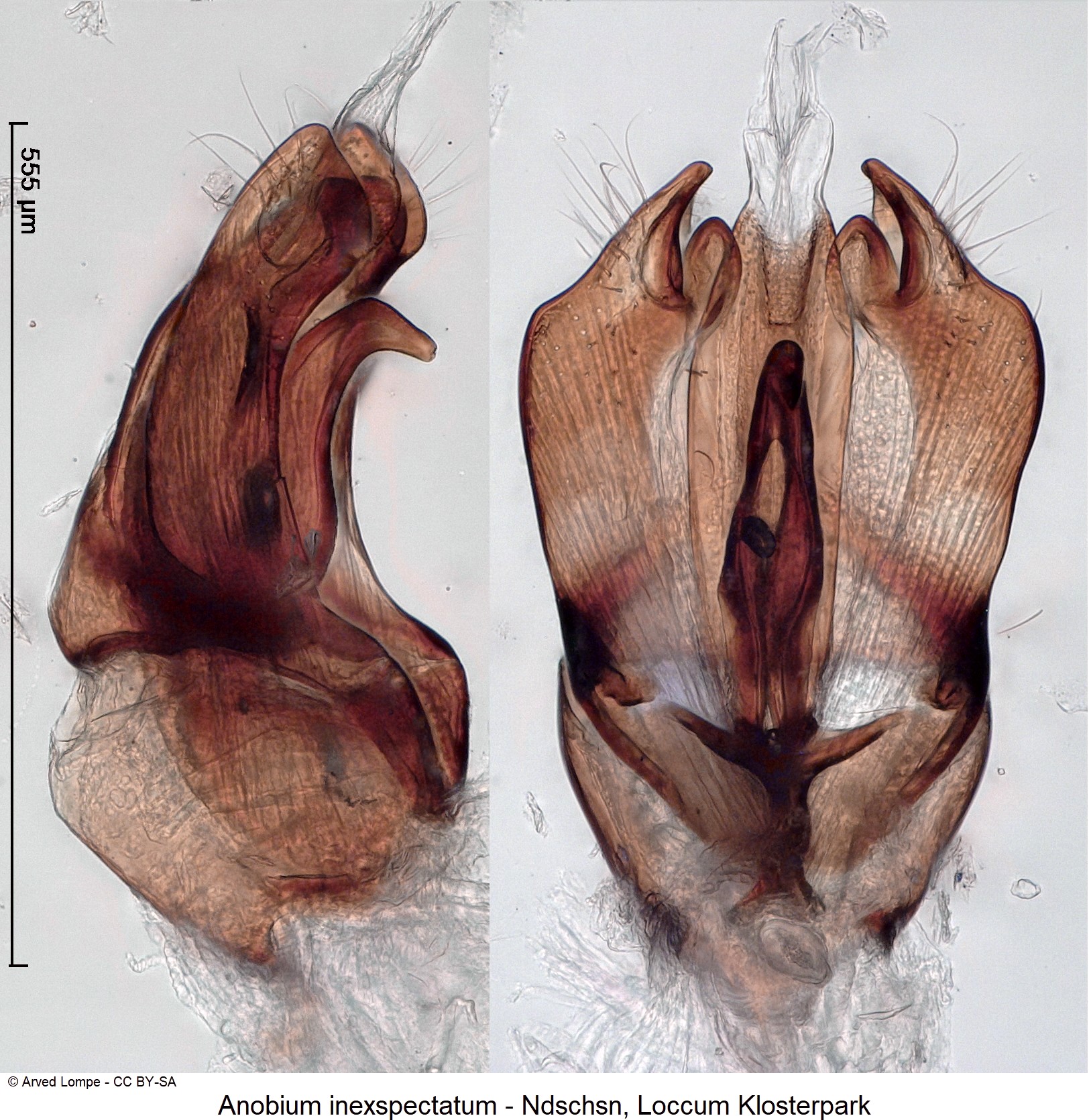 anobium_inexspectatum_ck22856.jpg