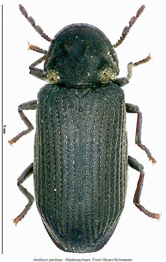 anobium_pertinax_hab.jpg