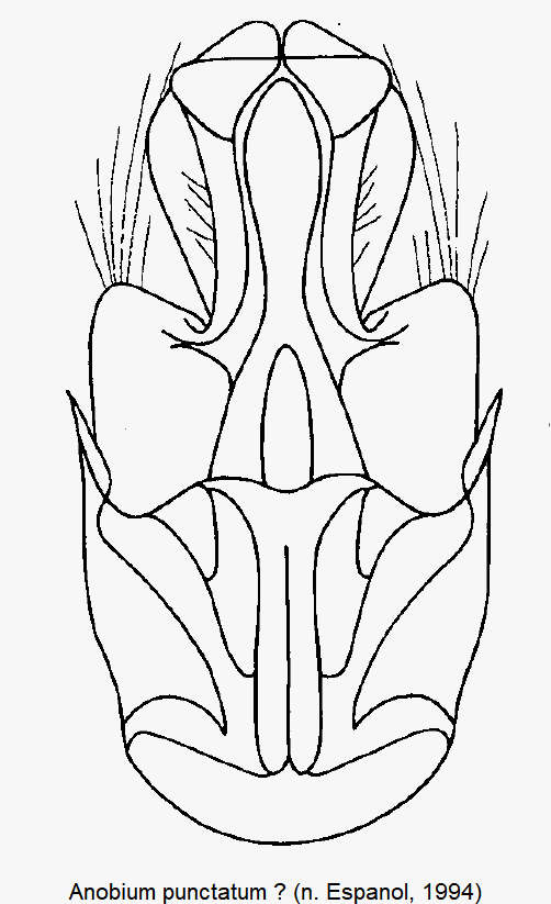 anobium_punctatum_cf.gif