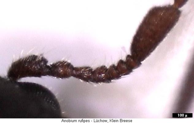 anobium_rufipes_f.jpg