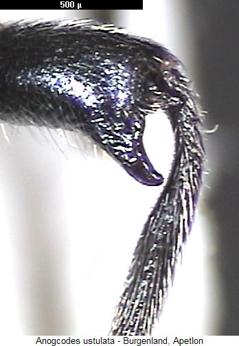 anogcodes_ustulata_mschn.jpg