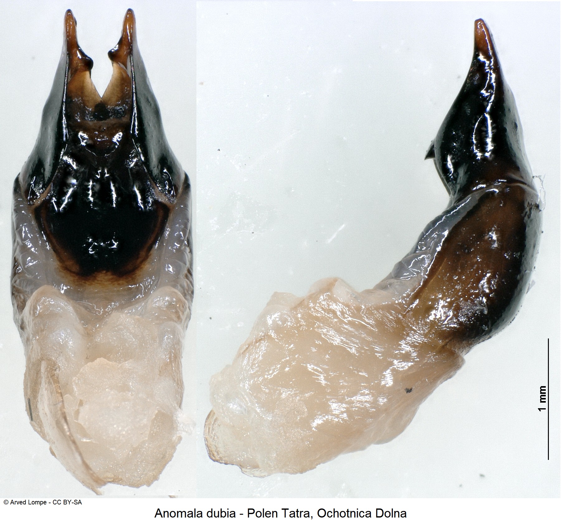 anomala_dubia_ck32745066.jpg
