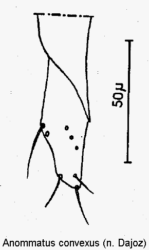 anommatus_convexus_pm.gif