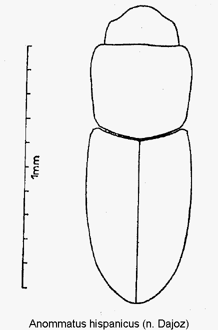 anommatus_hispanicus_hab.gif