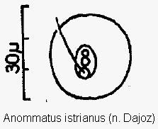 anommatus_istrianus_ms.gif