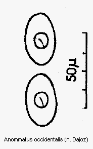 anommatus_occidentalis_ms.gif