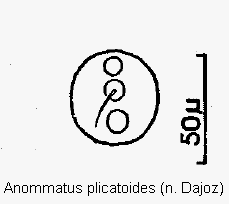 anommatus_plicatoides_ms.gif